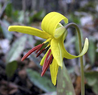 Lily, Trout (Erythronium americanum) flowers
