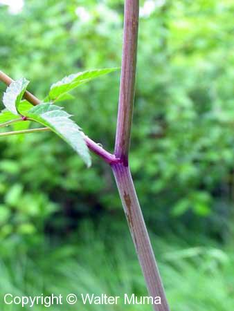 Water Hemlock (Cicuta maculata)