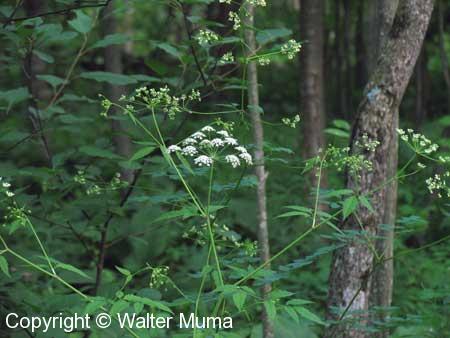 Water Hemlock (Cicuta maculata)