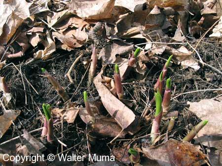 Wild Leek (Allium tricoccum)