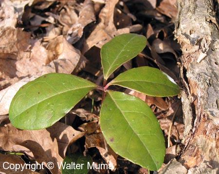 Wintergreen (Gaultheria procumbens) leaves