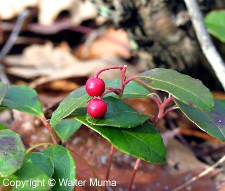 Wintergreen (Gaultheria procumbens) berries