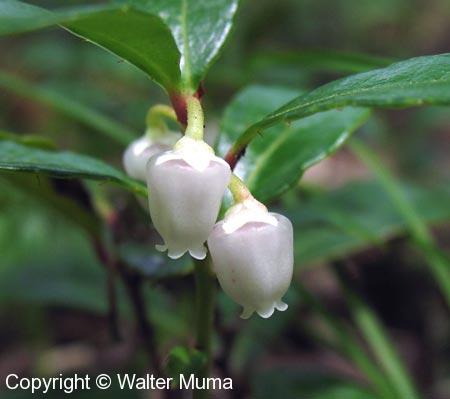 Wintergreen (Gaultheria procumbens) flowers