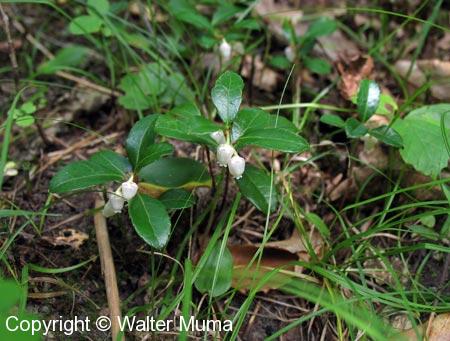 Wintergreen (Gaultheria procumbens) plants and leaves