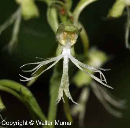 Ragged Fringed Orchid (Platanthera lacera)