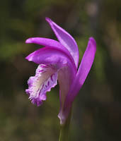 Arethusa (Arethusa bulbosa) flowers