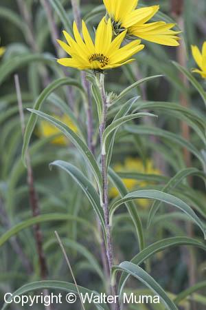 Maximilian Sunflower (Helianthus maximilianii)