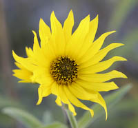 Sunflower, Maximilian (Helianthus maximilianii) flowers