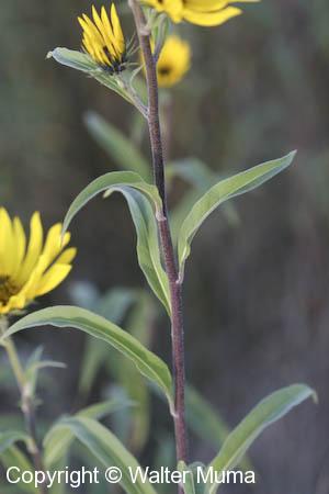 Maximilian Sunflower (Helianthus maximilianii)