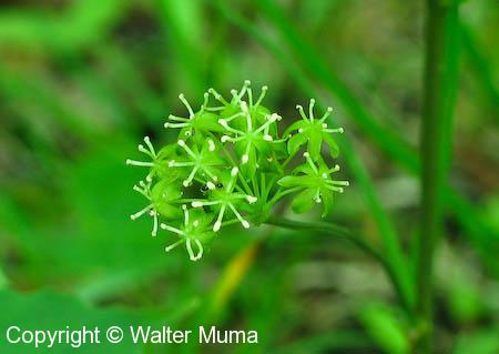 Carrion Flower (Smilax herbacea)