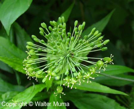 Carrion Flower (Smilax herbacea)