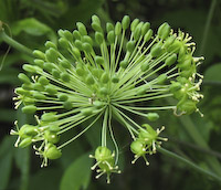 Carrion Flower (Smilax herbacea) flowers