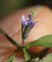 Pennyroyal, False (Trichostema brachiatum) flowers