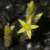 Stonecrop, Mossy (Sedum acre) flowers