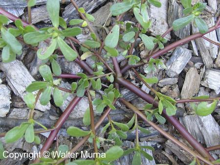 Purslane (Portulaca oleracea)
