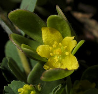 Purslane (Portulaca oleracea) flowers