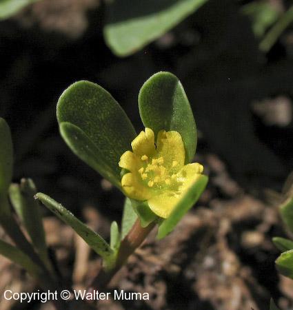 Purslane (Portulaca oleracea)