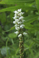 Bistort, Alpine (Bistorta vivipara) flowers