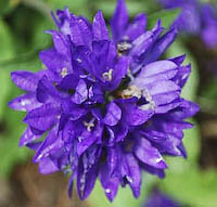 Bellflower, Clustered (Campanula glomerata) flowers
