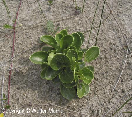 Grass-of-Parnassus (Parnassia glauca)