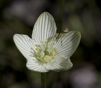 Grass-of-Parnassus (Parnassia glauca) flowers