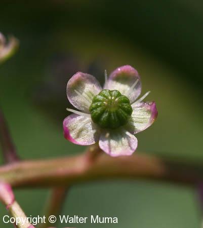 Pokeweed (Phytolacca americana)