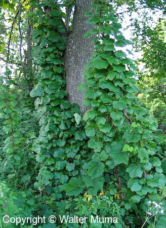 Canada Moonseed (Menispermum canadense)
