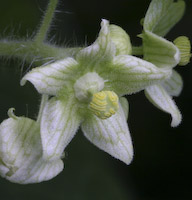 Cucumber, One-seeded Bur (Sicyos angulatus) flowers