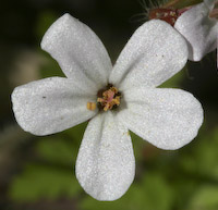 Herb Robert (Geranium robertianum) flowers