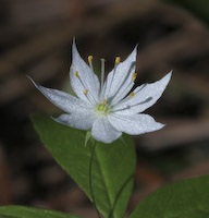 Starflower (Lysimachia borealis) flowers
