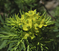 Spurge, Cypress (Euphorbia cyparissias)