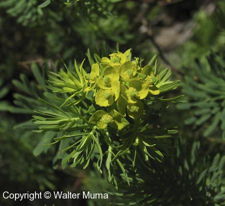 Cypress Spurge (Euphorbia cyparissias)