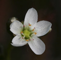 Sundew, Linear-leaved (Drosera linearis) flowers