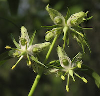 Columbo, American (Frasera caroliniensis) flowers