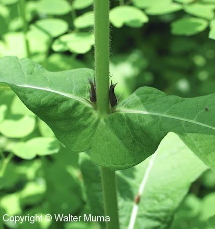 Wild Coffee (Triosteum perfoliatum)
