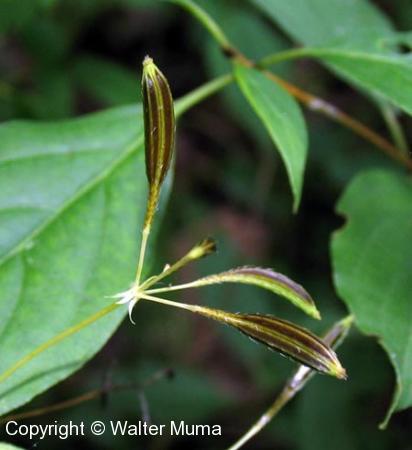 Sweet Cicely (Osmorhiza claytonii)