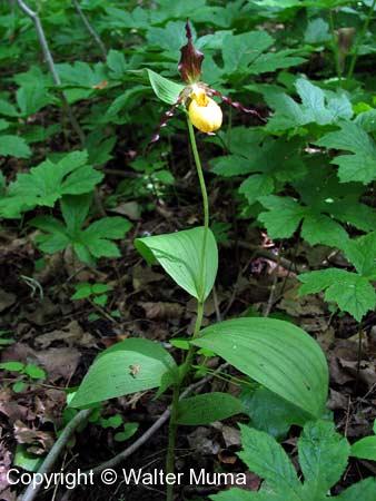 Small Yellow Lady's Slipper (Cypripedium parviflorum var makasin) plant