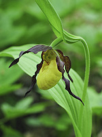 Lady's Slipper, Small Yellow (Cypripedium parviflorum var makasin) flowers