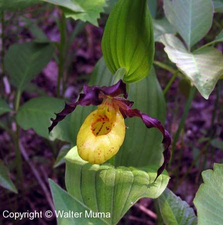 Small Yellow Lady's Slipper (Cypripedium parviflorum var makasin) flower