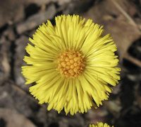Coltsfoot (Tussilago farfara) flowers