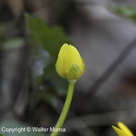 Lesser Celandine (Ficaria verna) flower bud