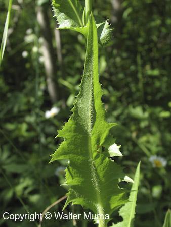 Chicory (Cichorium intybus)