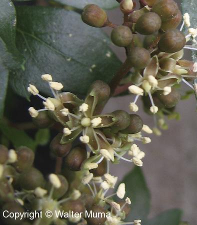 Virginia Creeper (Parthenocissus quinquefolia) flowers