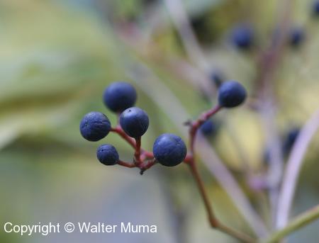 Virginia Creeper (Parthenocissus quinquefolia) berries