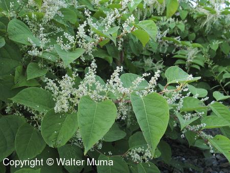 Japanese Knotweed (Fallopia japonica) plant