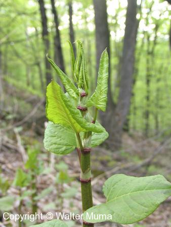 Japanese Knotweed (Fallopia japonica) shoot