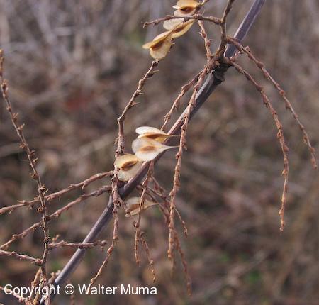 Japanese Knotweed (Fallopia japonica) seeds