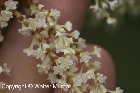 Japanese Knotweed (Fallopia japonica) flowers