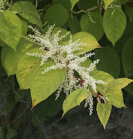 Knotweed, Japanese (Fallopia japonica)