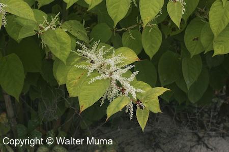Japanese Knotweed (Fallopia japonica) flowers